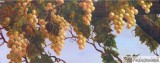 Click to View Chardonney Grapes